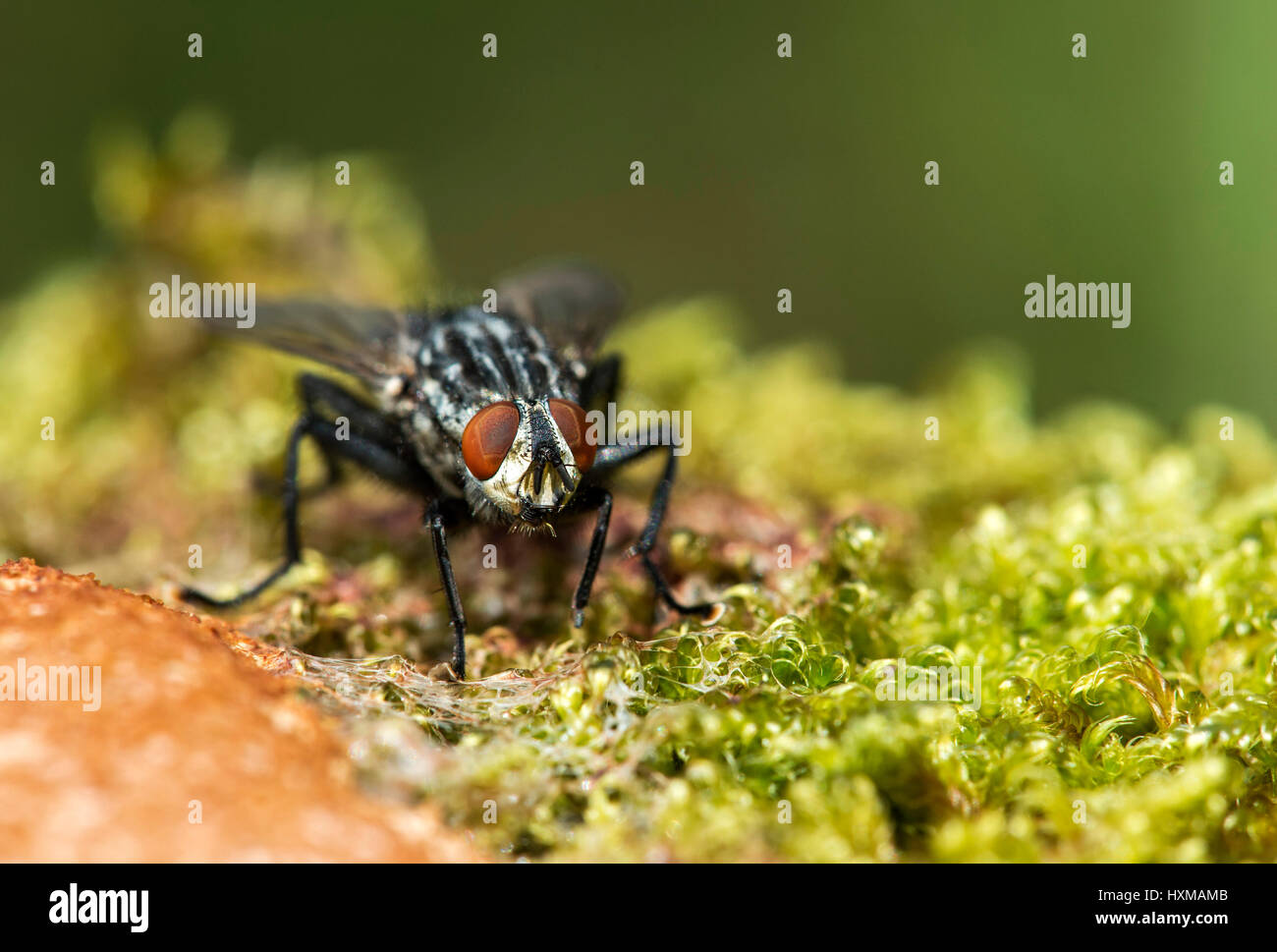 Blowfly (Calliphora vicina) on a slime mold, Switzerland Stock Photo