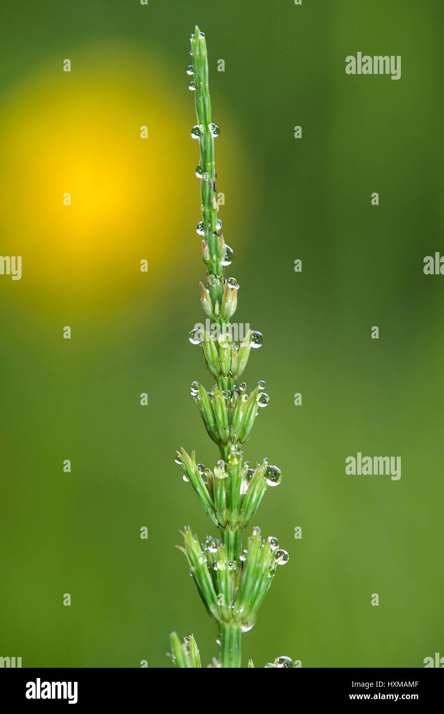 Dewdrops on a field horsetail (Equisetum arvense), Switzerland Stock Photo