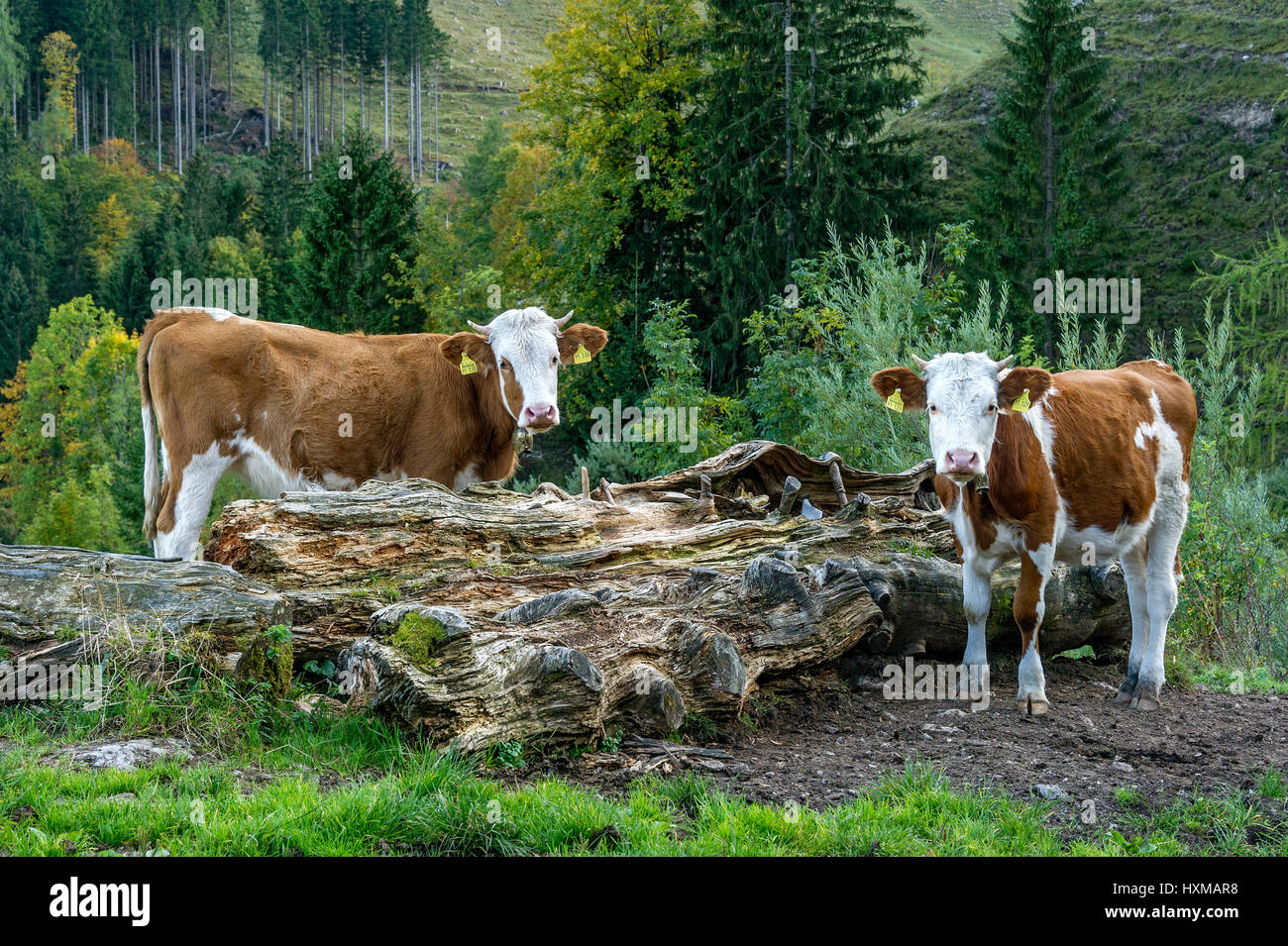 Cattle (Bos primigenius taurus), Fleckvieh cattle, young animals on pasture, Aggenalm, Sudelfeld, Mangfall mountains Stock Photo
