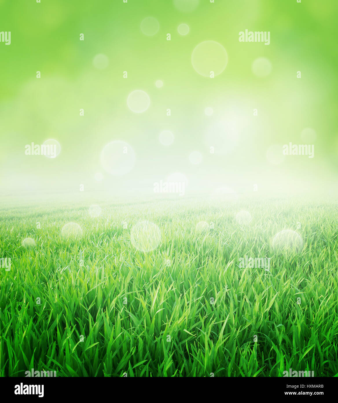 Fresh field of green grass growing slowly on a fresh green background Stock Photo