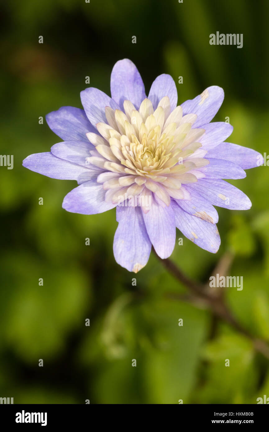 Intricately double white centred form of the blue windflower, Anemone appenina Stock Photo