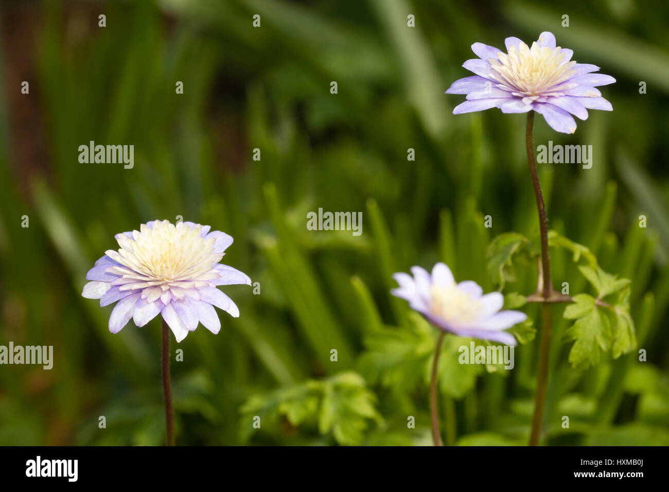 Intricately double white centred form of the blue windflower, Anemone appenina Stock Photo