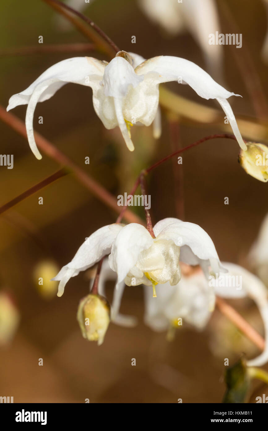 White spring flowers of the evergreen perennial barrenwort, Epimedium 'Arctic Wings' Stock Photo