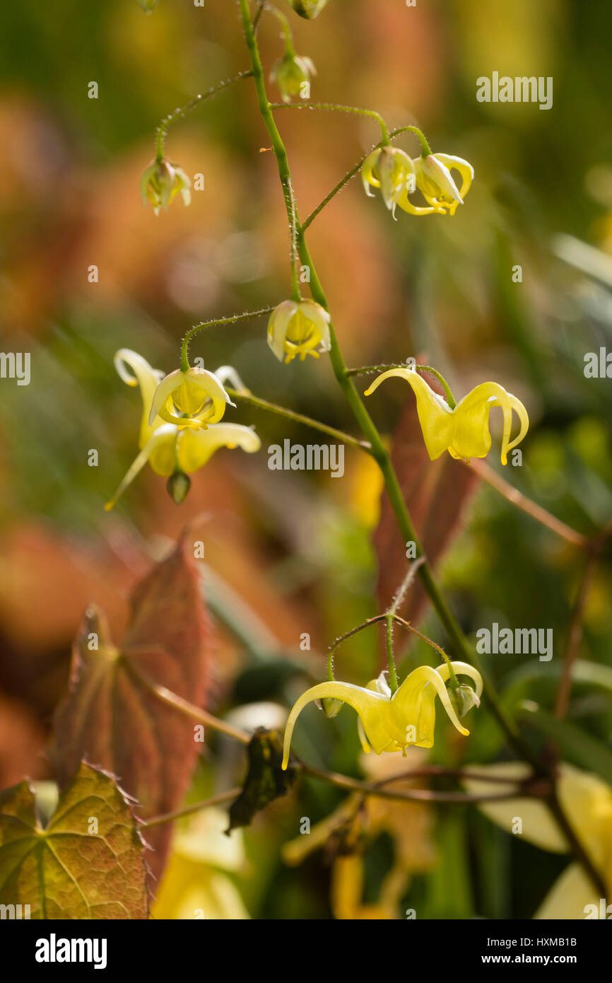Close up of the small, yellow spring flowers in the spike of the barrenwort, Epimedium 'Buckland Buzz' Stock Photo