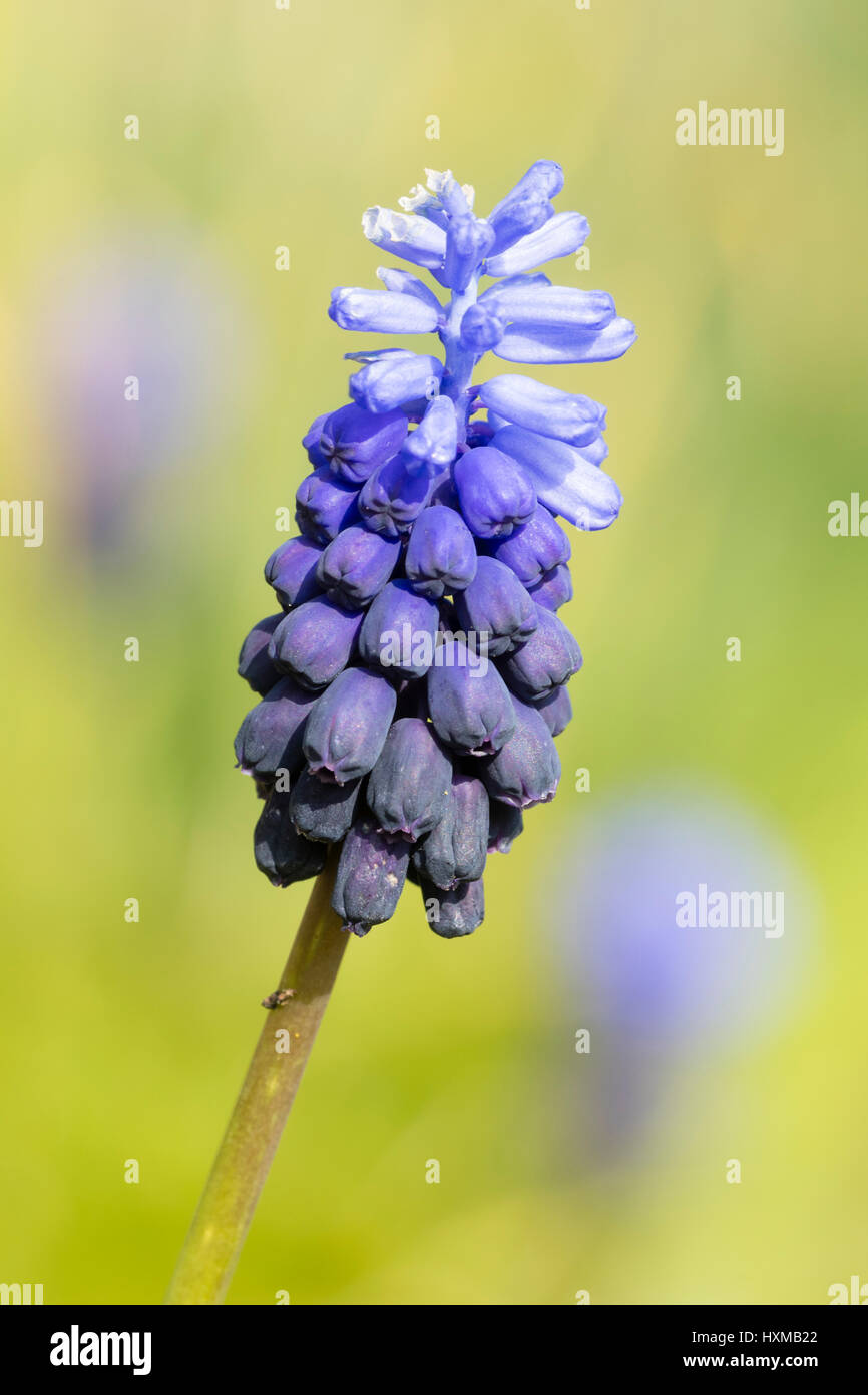 Two toned light and dark blue flower spike of the early spring flowering bulb, Muscari latifolium Stock Photo