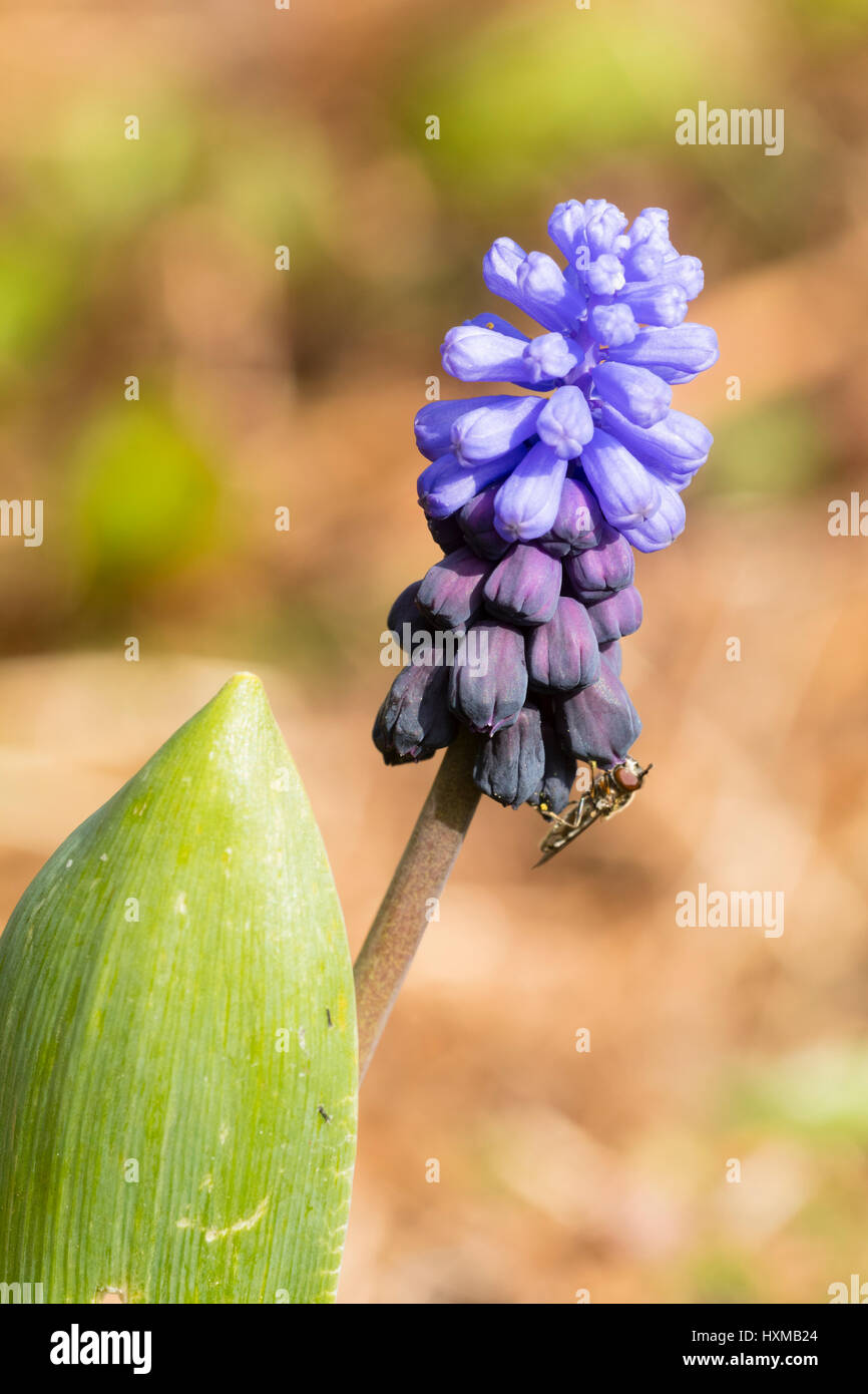 Two toned light and dark blue flower spike of the early spring flowering bulb, Muscari latifolium Stock Photo
