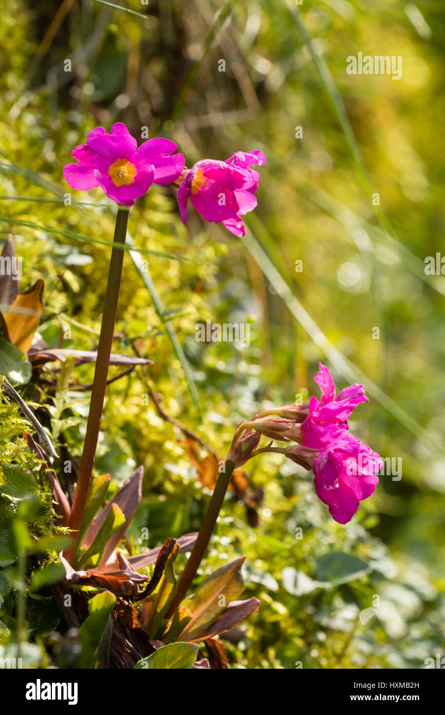 Deep pink flowers of the moisture loving early spring blooming Primula rosea growing on a damp bank Stock Photo