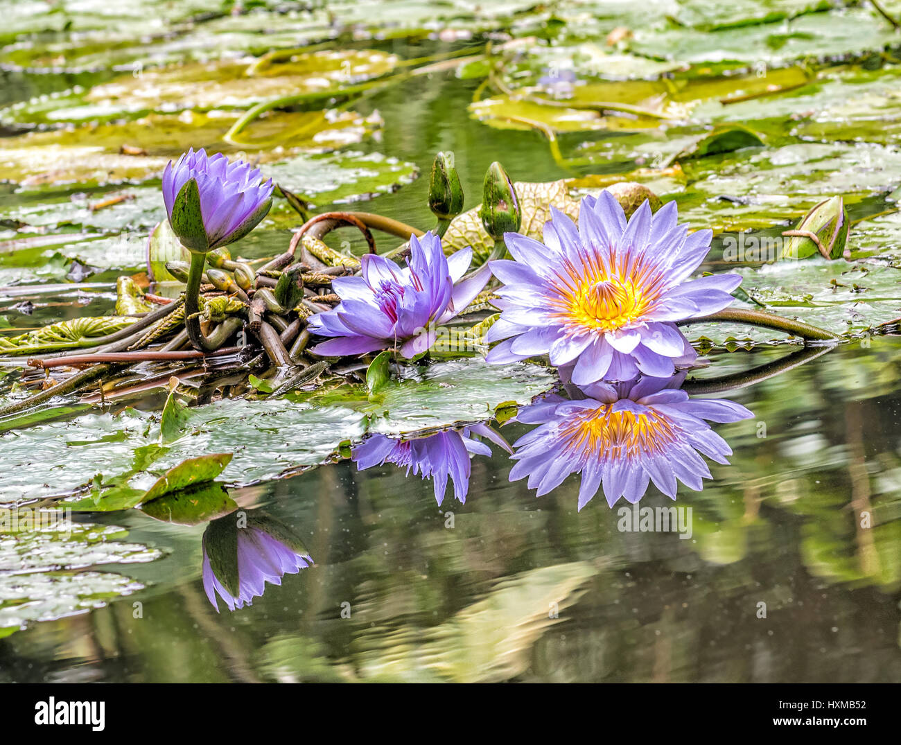 Water lily pattern hi-res stock photography and images - Alamy