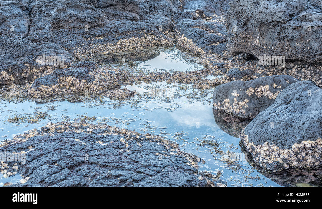 Oyster shell on rocks Stock Photo