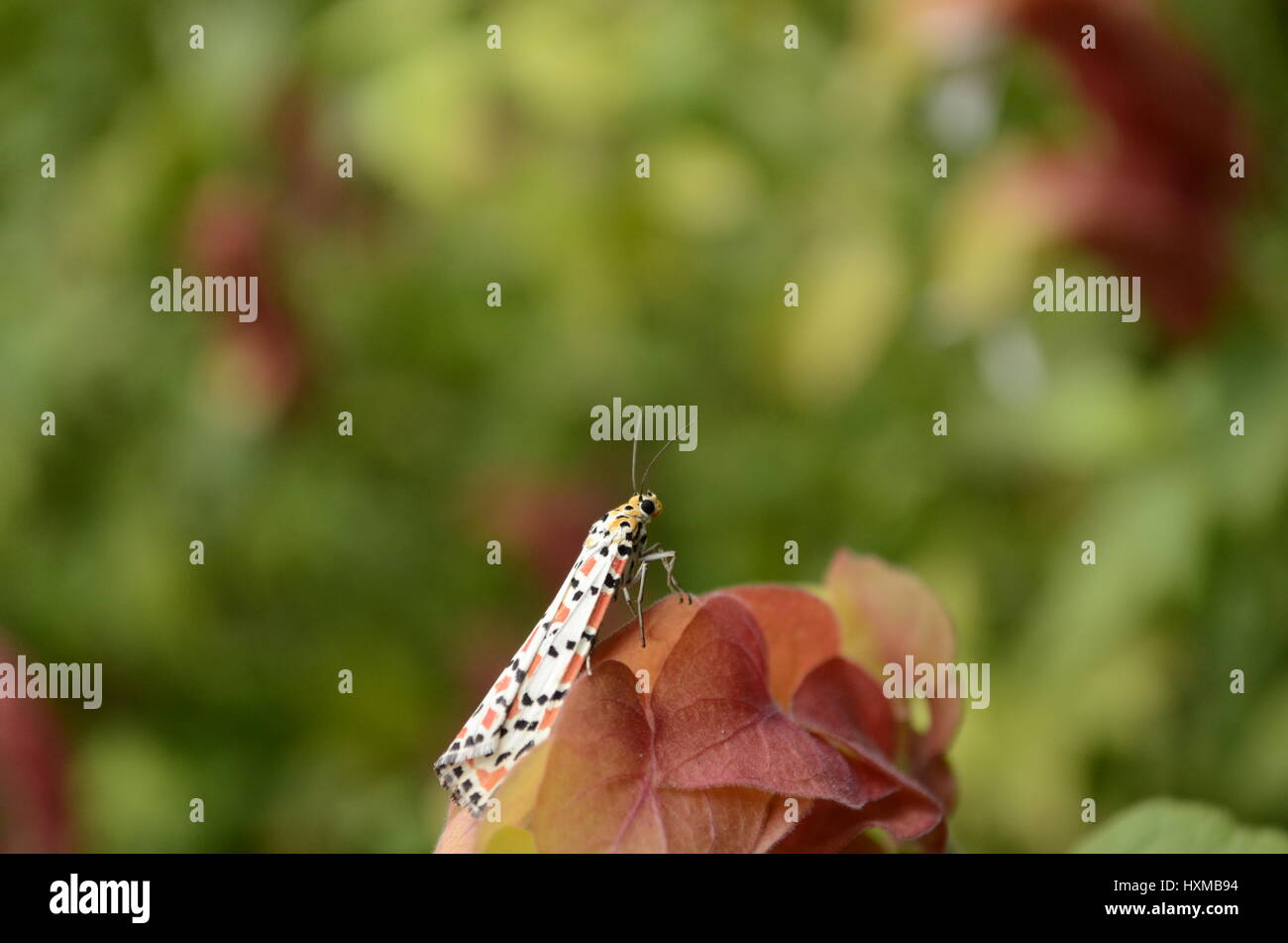 Orange and black moth hi-res stock photography and images - Alamy