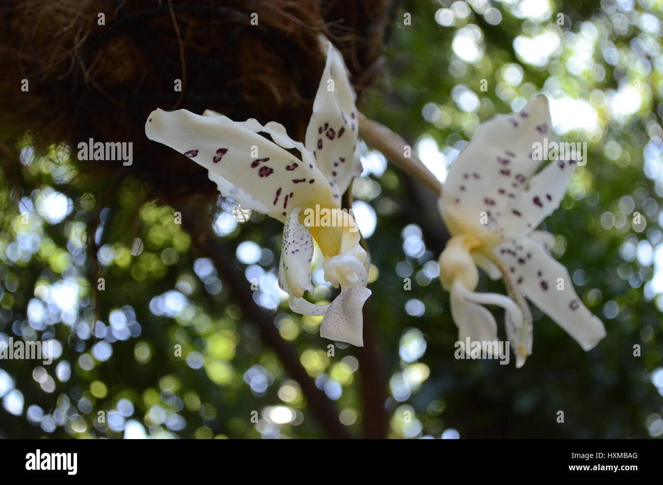 Stanhopea panamensis flowers Stock Photo