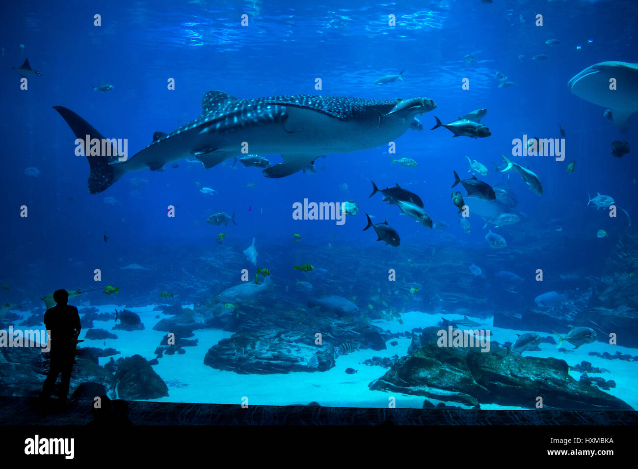 group of People observing fish at an aquarium Stock Photo