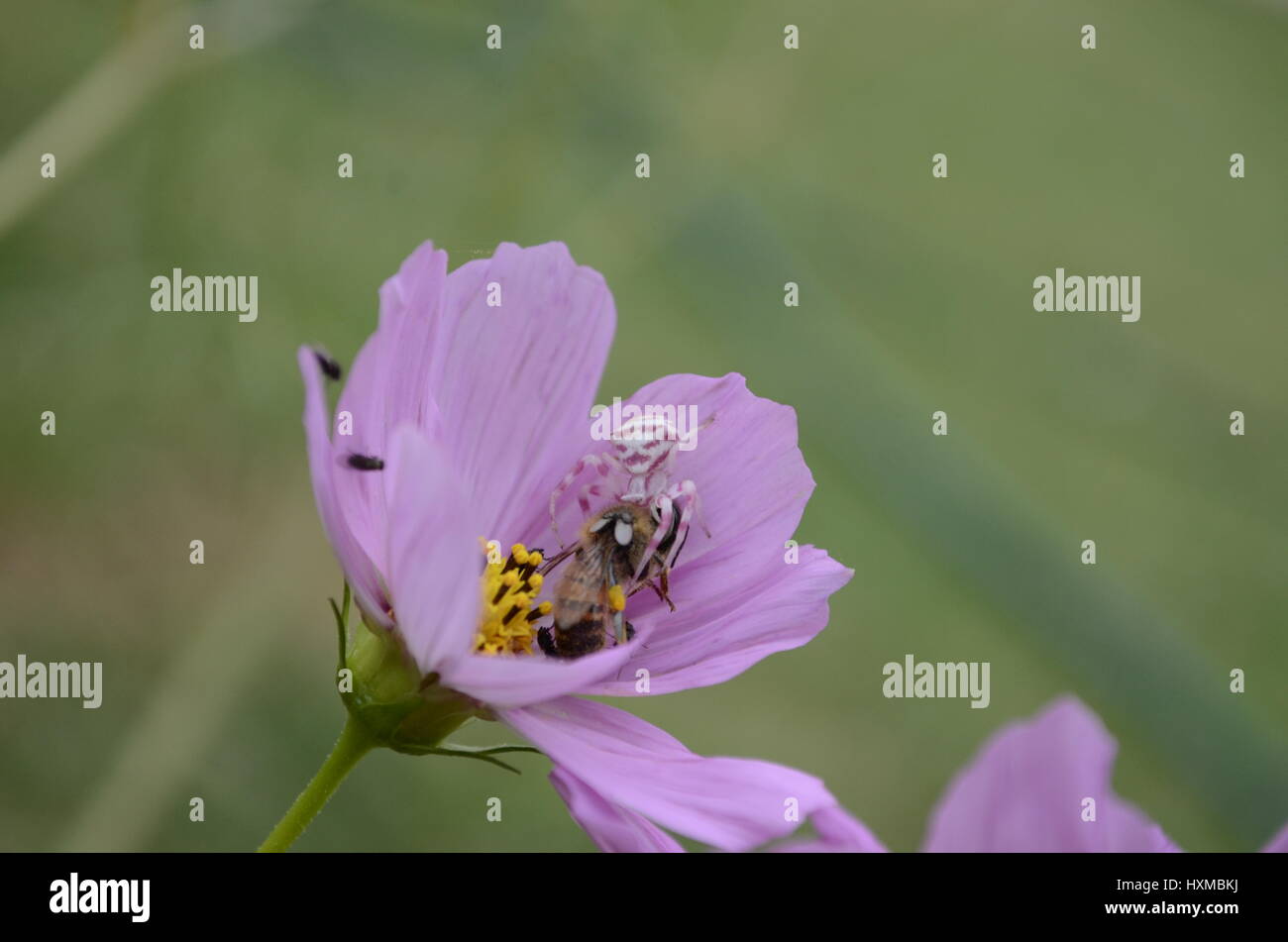 Crab spider with bee prey Stock Photo Alamy