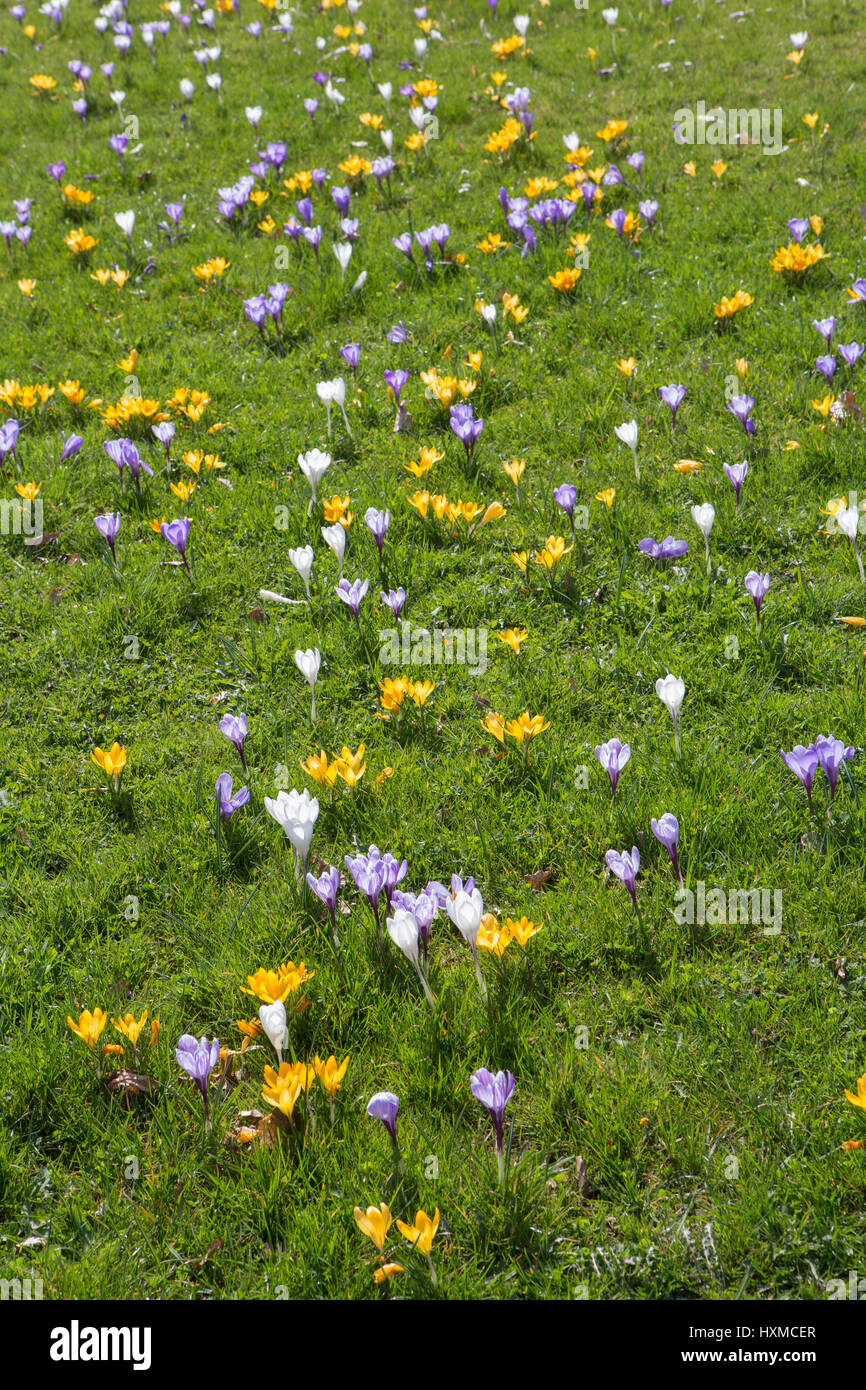 Blühende Krokus auf einer Wiese im Frühling | Flowering crocus on a meadow in spring Stock Photo