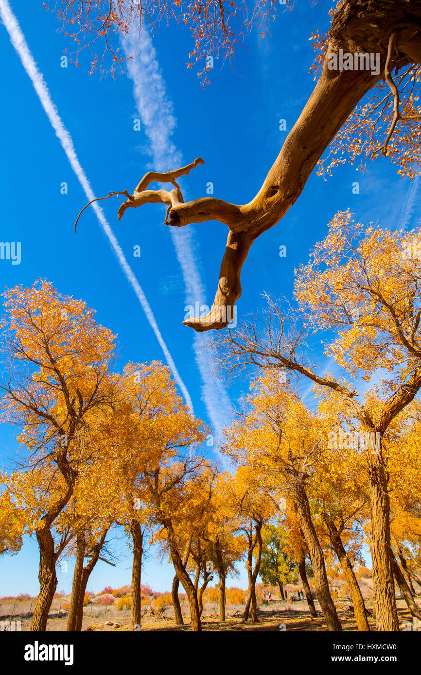 poplar trees of Yiwu County in Hami,China Stock Photo Alamy