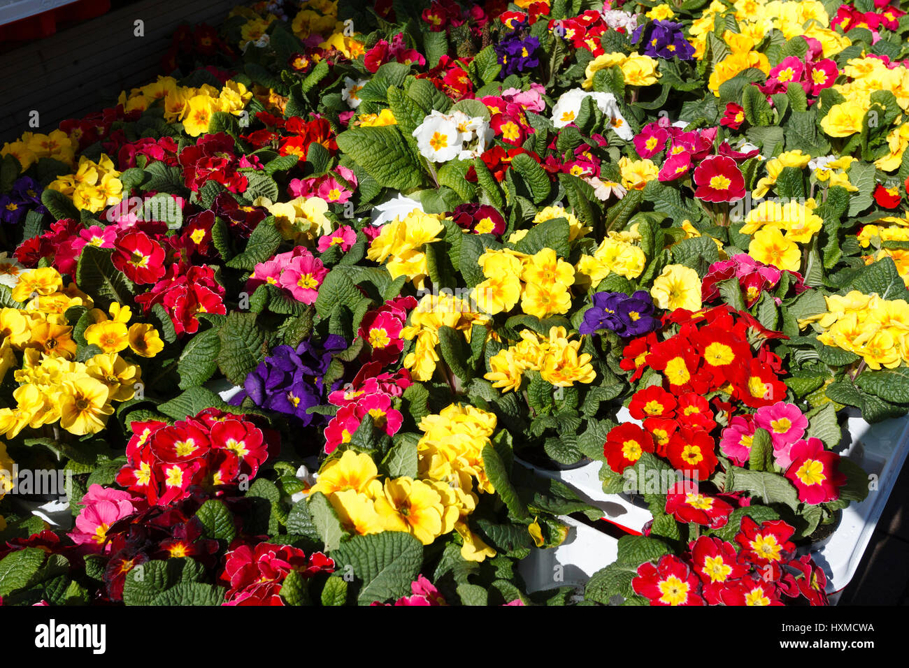 Spring flowers for sale at a garden centre in East Sussex Stock Photo