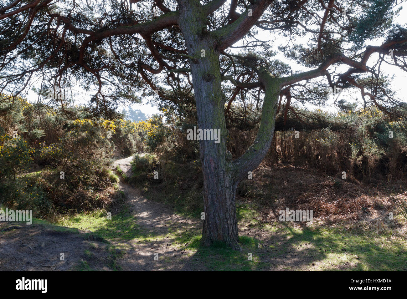 Scene of the Heffalump Trap, as told in a Winnie the Pooh story by AA Milne.Gils Lap,Ashdown Forest,East Sussex,UK Stock Photo