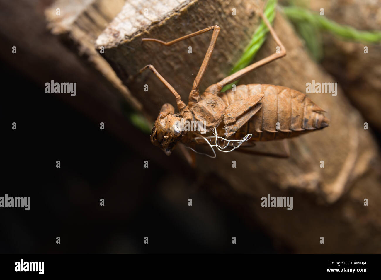 Insect molting cicada metamorphosis (Latin Cicadidae) grow up to adult insect on tree in nature. Stock Photo