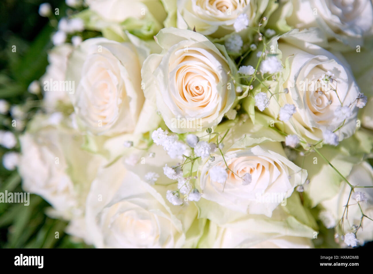 Beautiful white rose background on the grass Stock Photo - Alamy