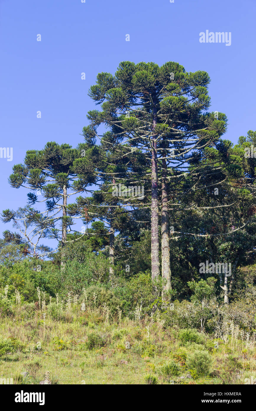 Araucaria angustifolia Forest in Cambara do Sul, Rio Grande do Sul, Brazil Stock Photo