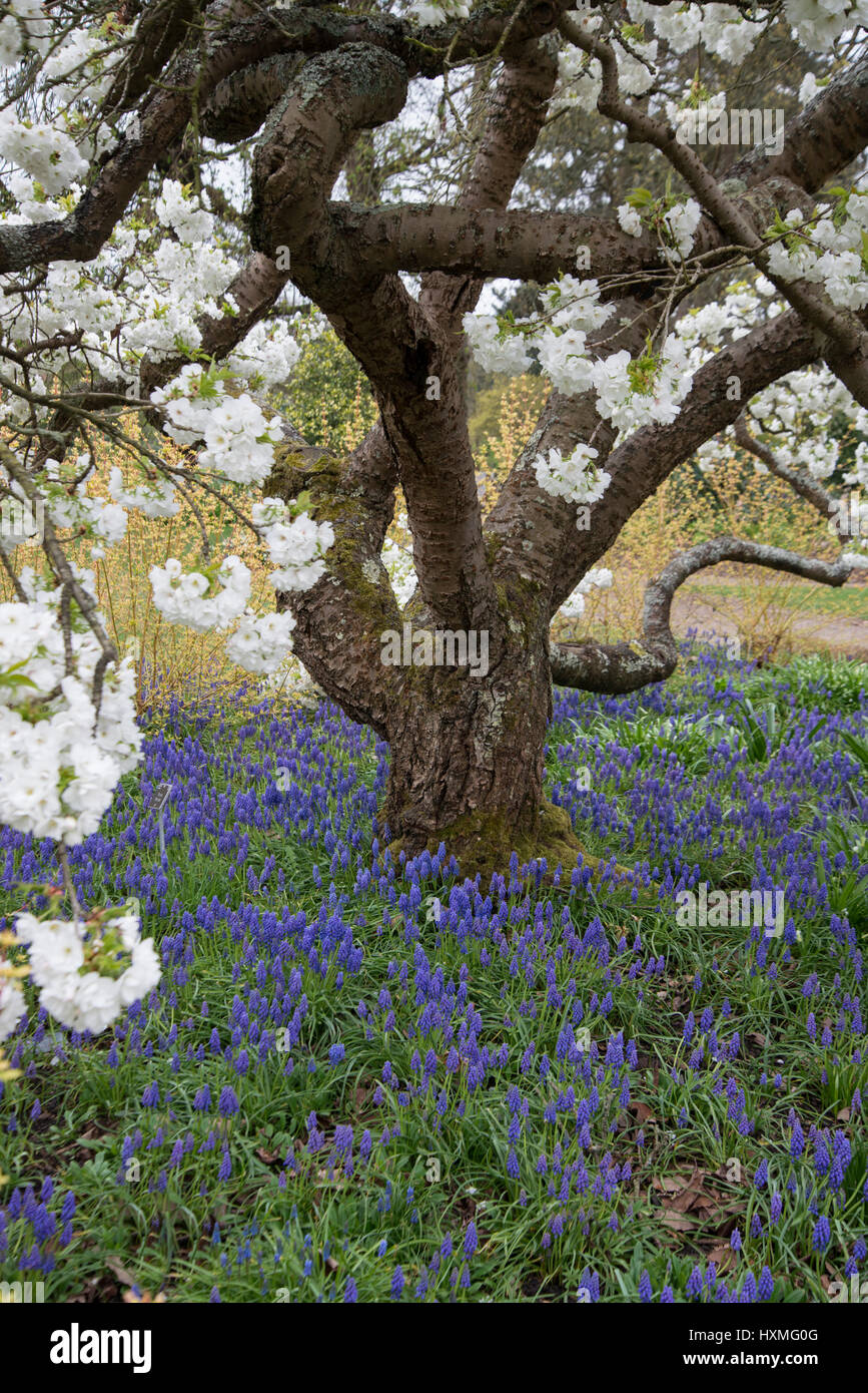 Hyacinth tree hires stock photography and images Alamy
