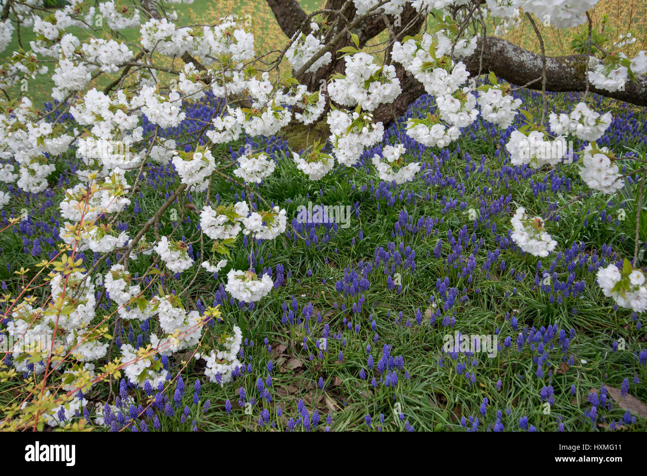 Grape hyacinth {Muscari armeniacum} flowering in garden under Japanese flowering cherry tree (Prunus shirotae) UK Stock Photo