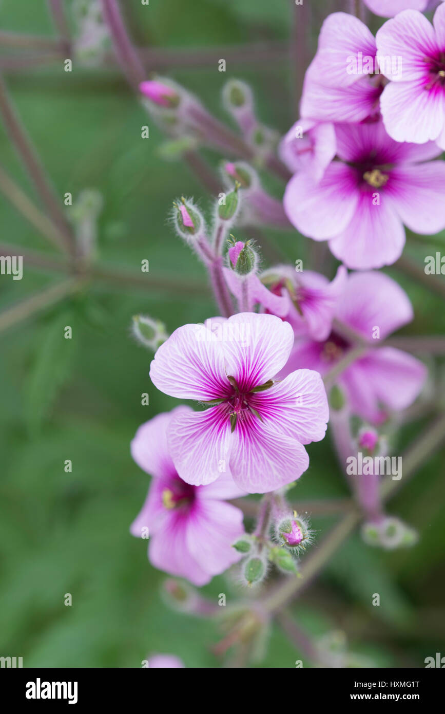 Giant Herb Robert, Madeira Cranesbill: Geranium maderense Stock Photo