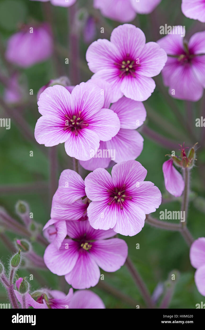 Giant Herb Robert, Madeira Cranesbill: Geranium maderense Stock Photo