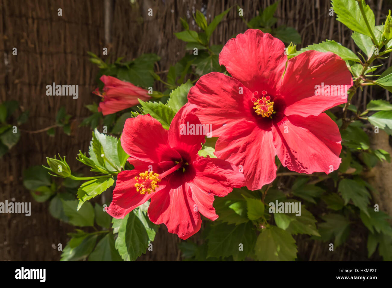 Red hibiscus flowers, sunny day Stock Photo - Alamy