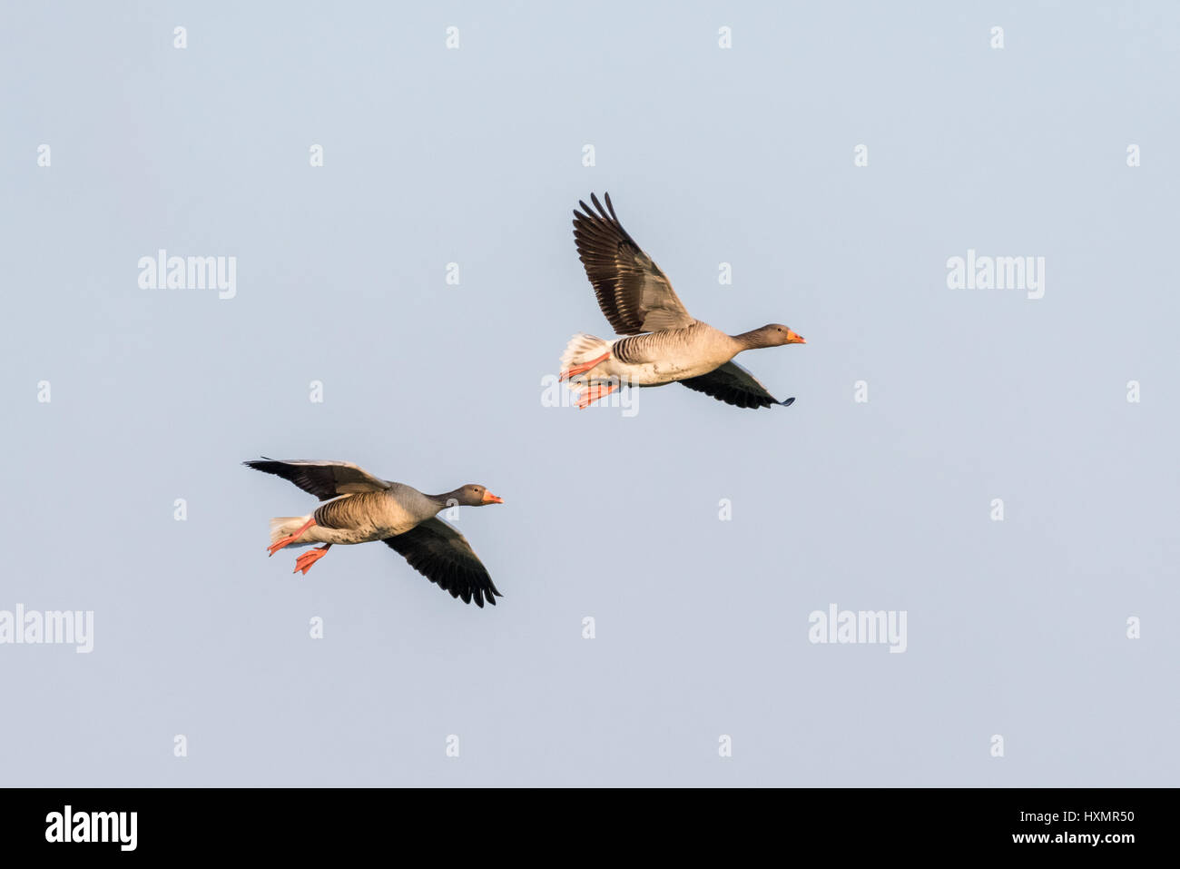 Two greylag geese flying together against a completely blue sky. Stock Photo