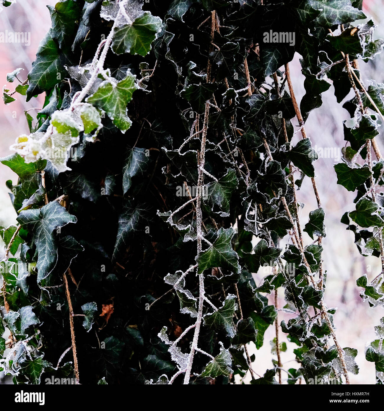 Ivy foliage winter frost tree Stock Photo