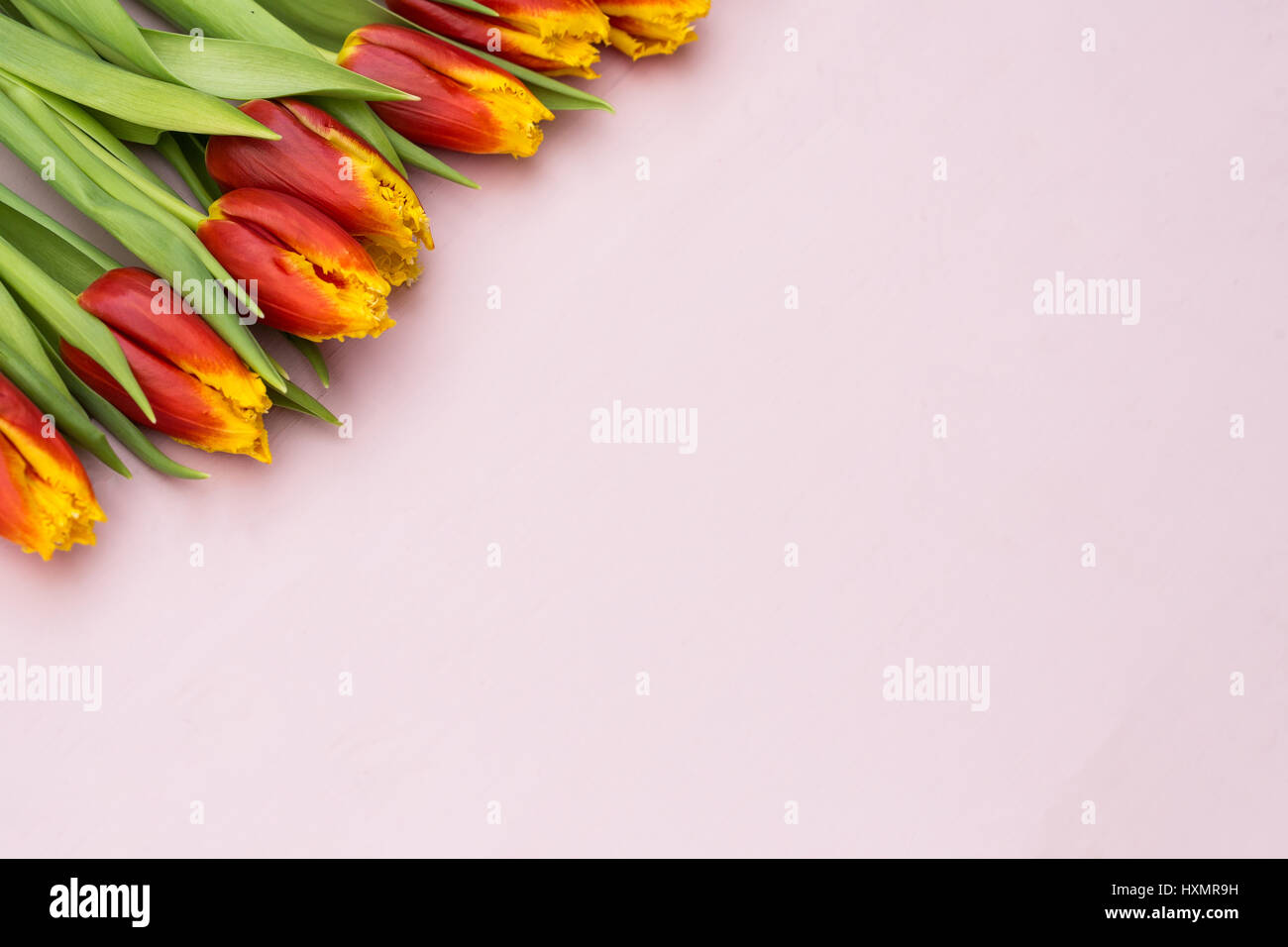 Red and yellow tulips lying in a row on pastel background with place ...