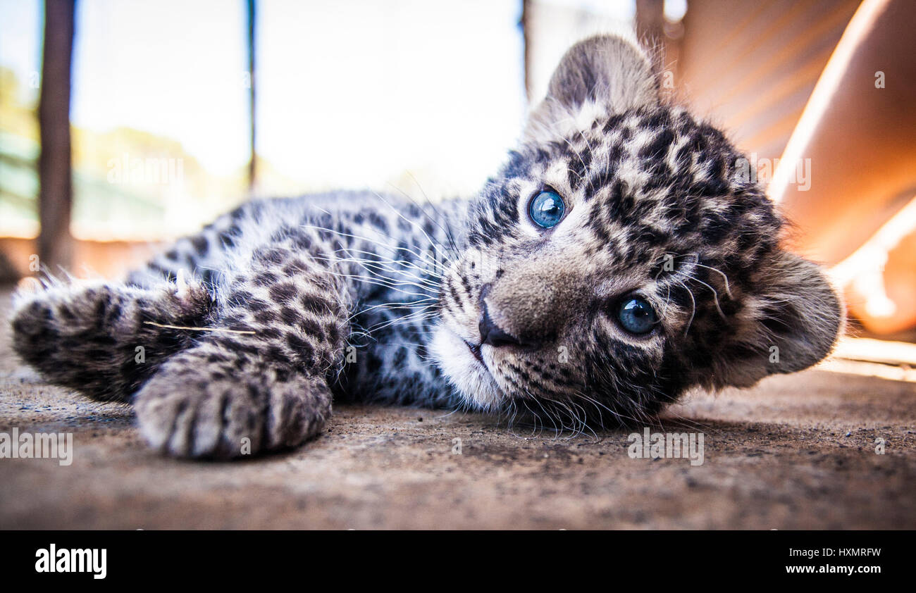 Leopard cub Stock Photo