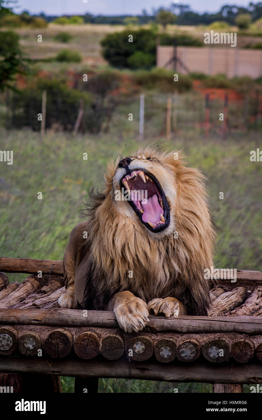 Lion Roar Stock Photo