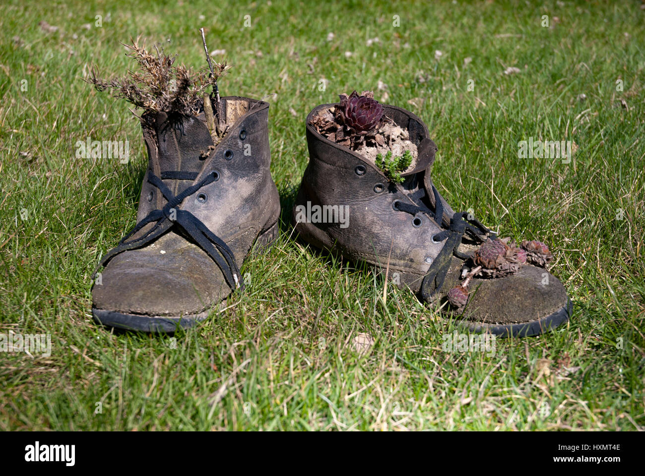 Plants growing out of a pair of old shoes Stock Photo - Alamy