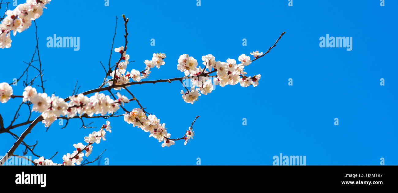Blooming tree on blue sky background Stock Photo - Alamy