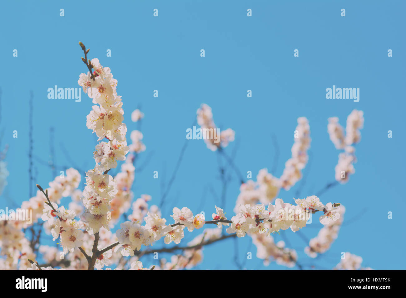 Blooming tree on blue sky background Stock Photo - Alamy