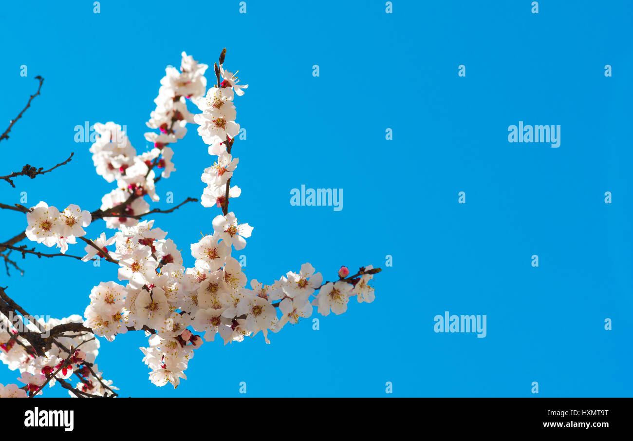 Blooming tree on blue sky background Stock Photo - Alamy