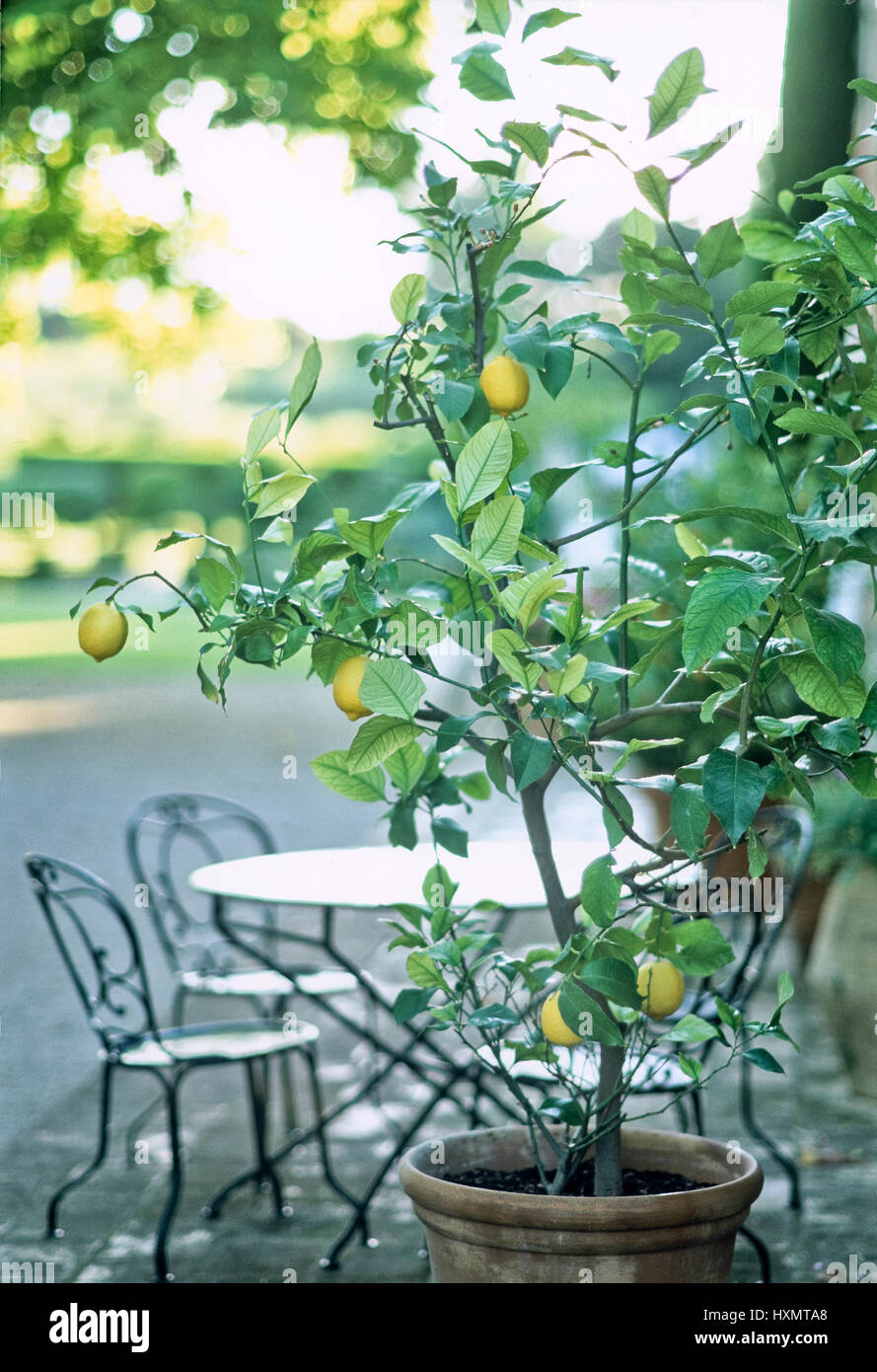 Table lemon deals plant