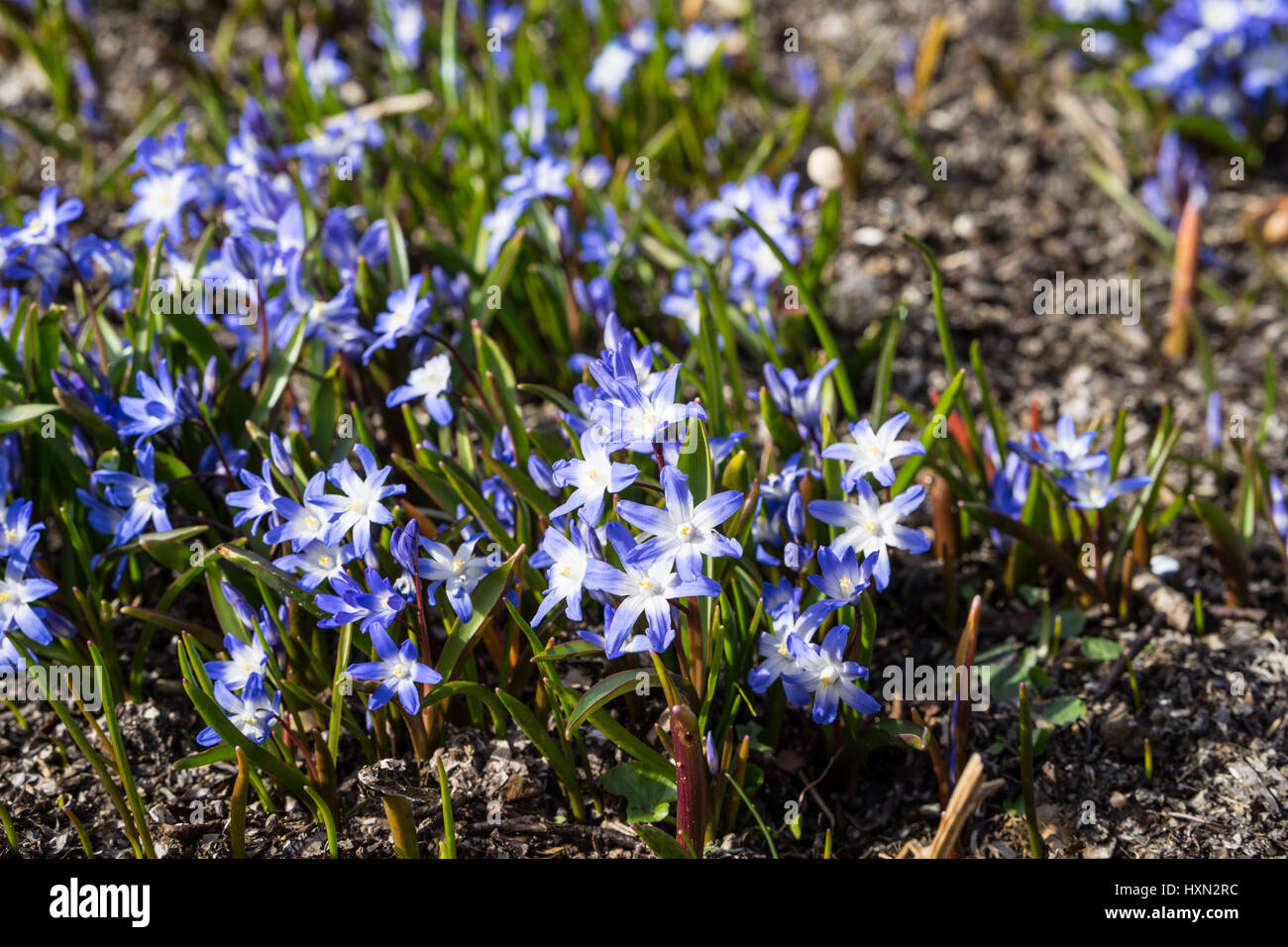 Glory of the snow. Chionodoxa. One of the very earliest signs of spring is when the glory of the snow emerges with its magnificent blue star-shaped pe Stock Photo