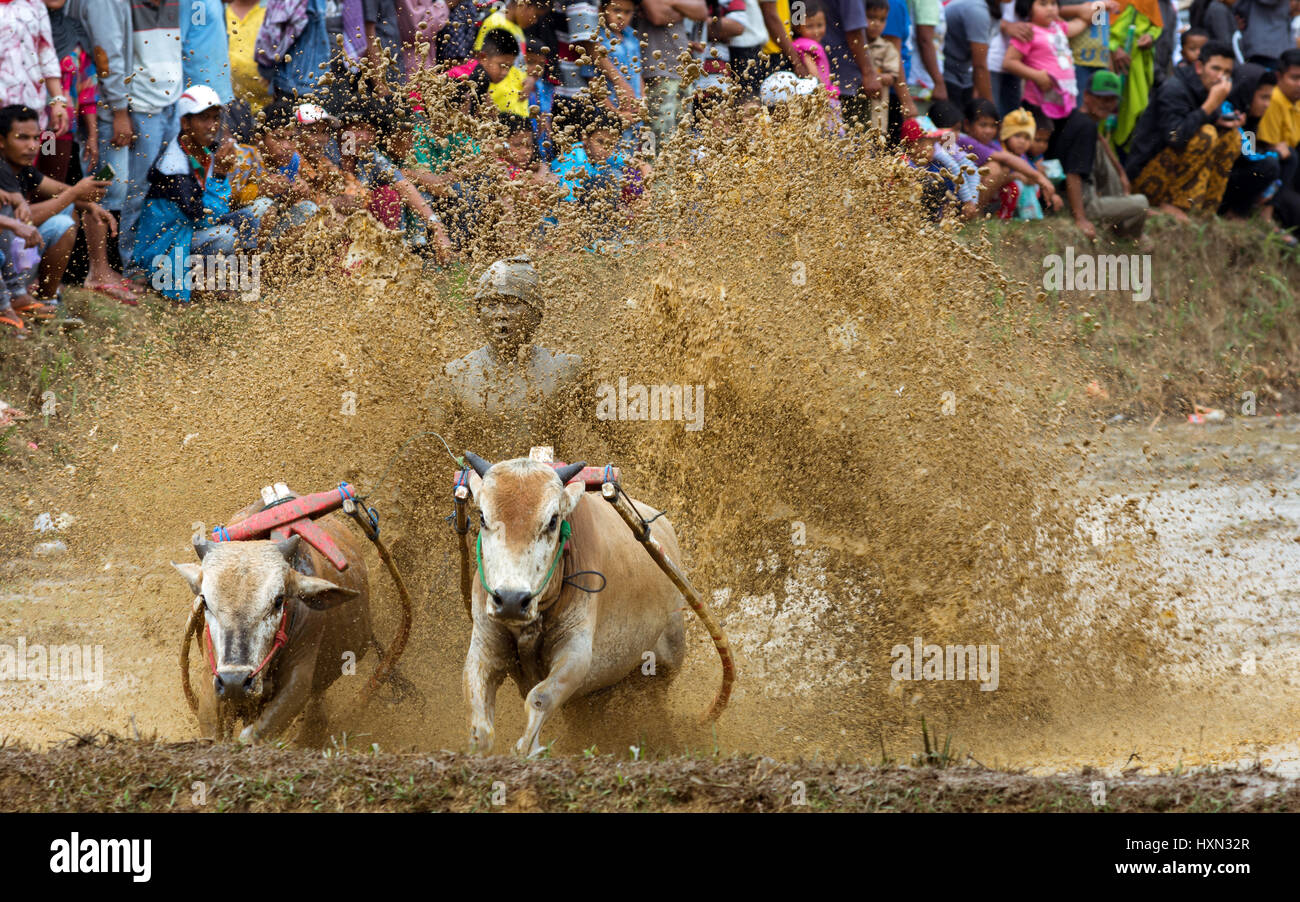 Tradition mud cow racing sport Pacu Jawi with spectator crowd. Stock Photo