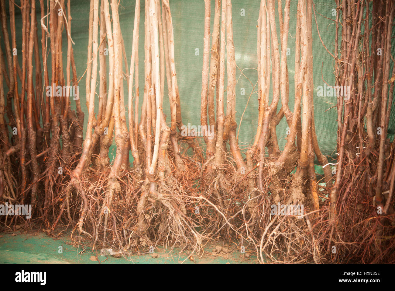 Image of some young trees, with roots, ready to be planted Stock Photo ...