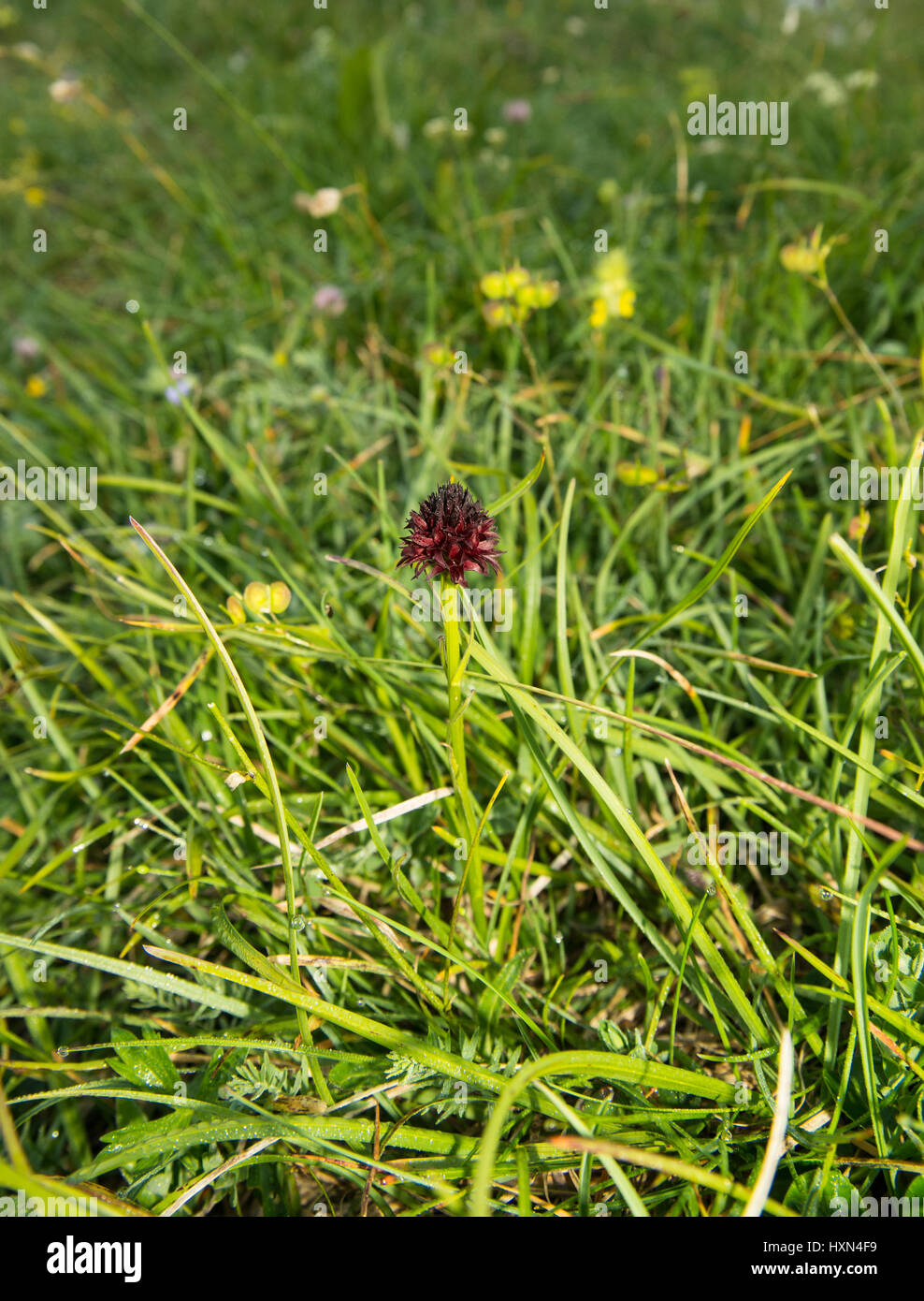 beautiful black nigritella flower in the nature environment Stock Photo