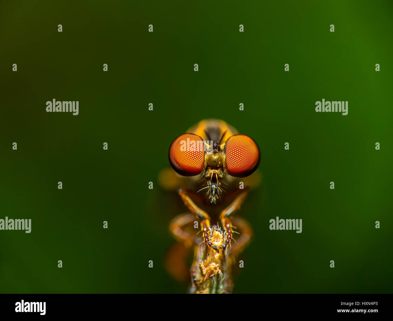 compound eyes of a robberr fly in focus Stock Photo - Alamy