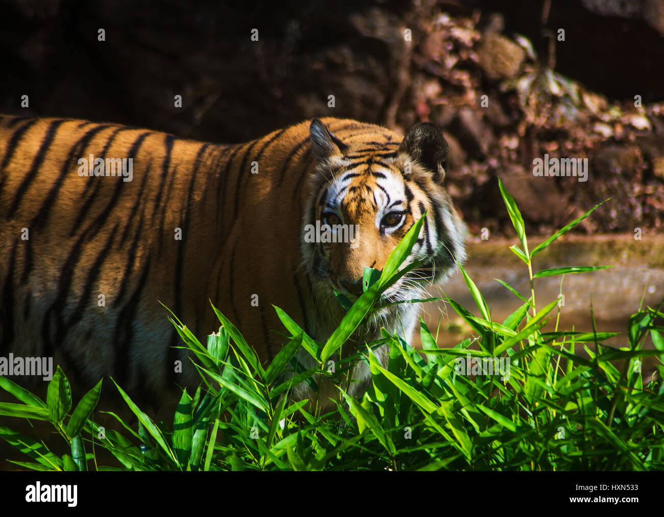 Indian Tiger in its habitat Stock Photo
