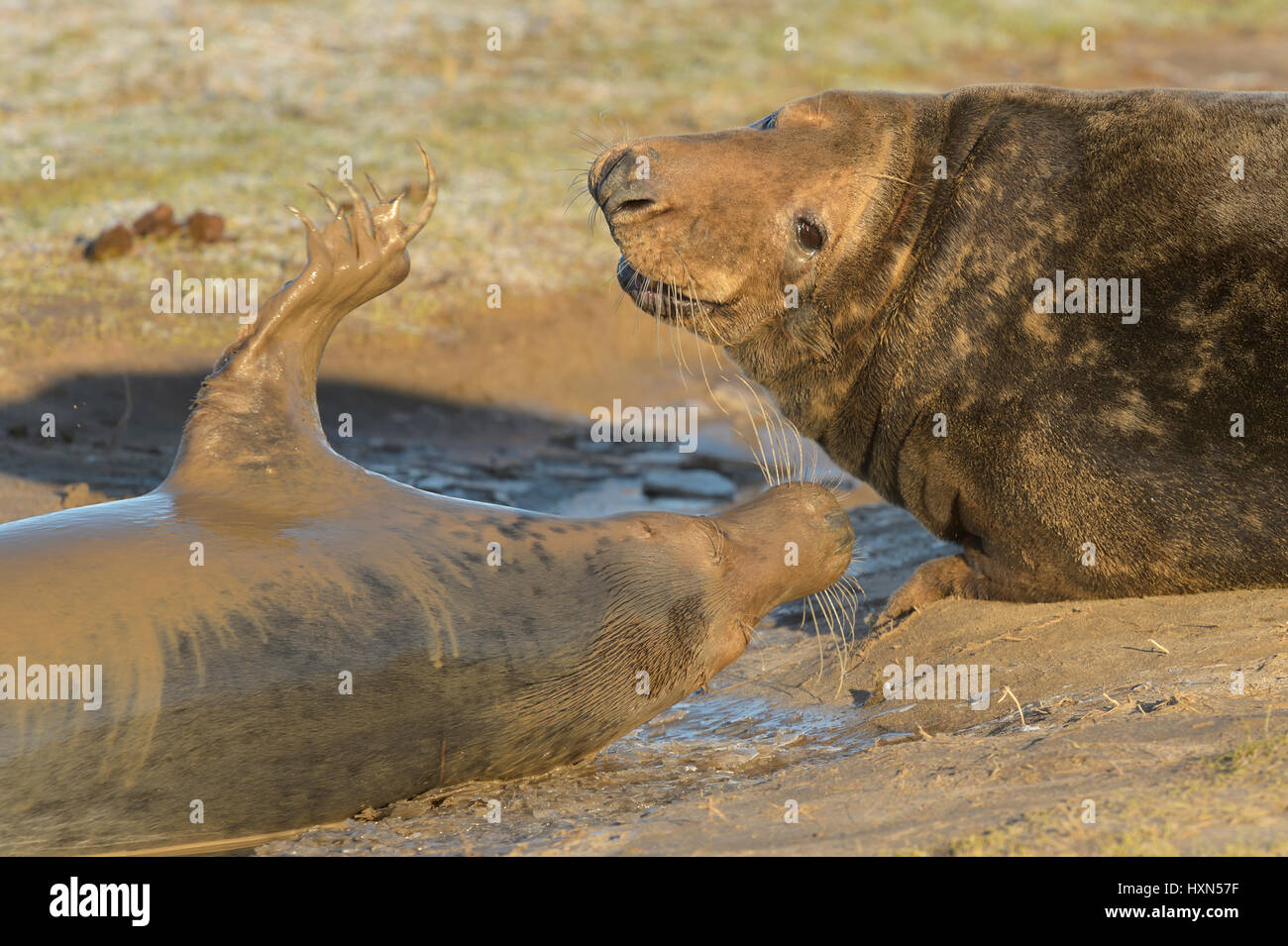 Atlantic grey seal (Halichoerus grypus) males fighting. Donna Nook, Lincolnshire. UK. January. Stock Photo