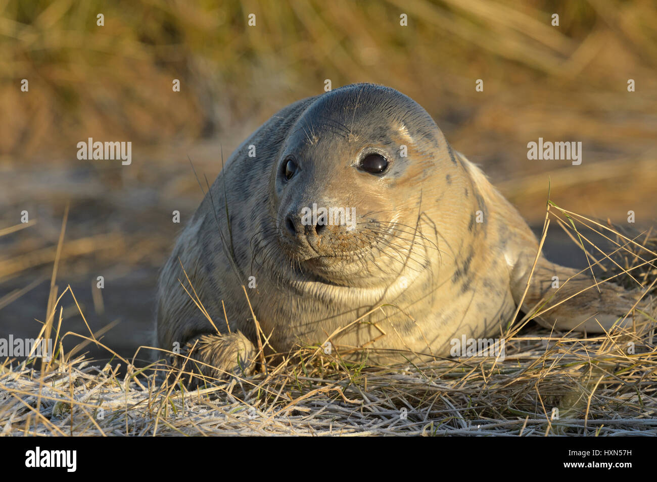 Atlantic grey seal (Halichoerus grypus) pup. Donna Nook, Lincolnshire. UK. January. Stock Photo