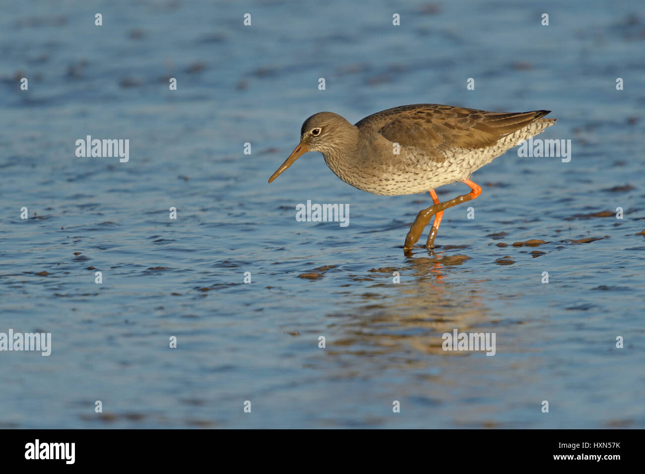 Common redshank (Tringal totanus) adult in winter plumage, feeding on intertidal mudflats. Norfolk, England. January. Stock Photo