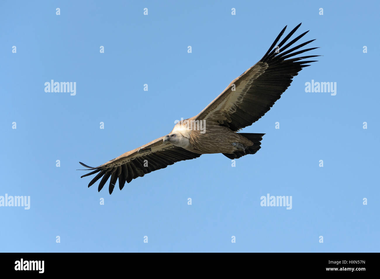 Eurasian griffon vulture (Gyps fulvus) adult in flight. Gamla, Golan Heights, Israel. January 2015. Stock Photo