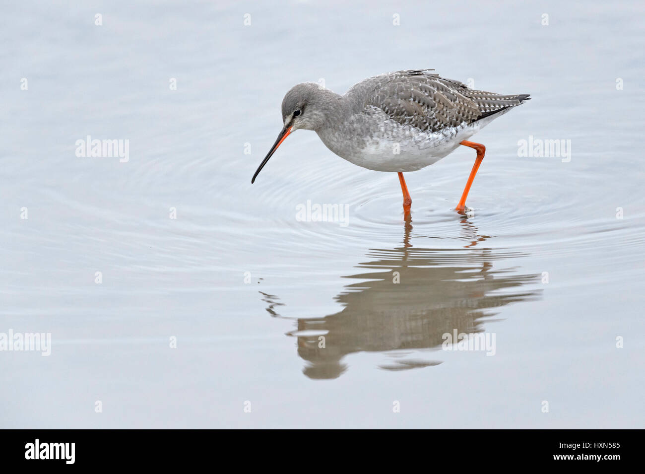 Spotted redshank (Tringa erythropus) adult in winter plumage. Norfolk. February. Stock Photo